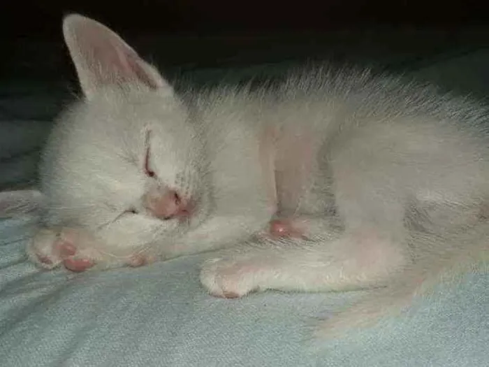 Gato ra a  idade 2 a 6 meses nome Lola