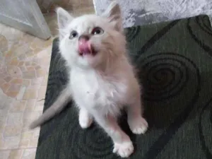 Gato raça Não identificado idade 2 a 6 meses nome Nairobi
