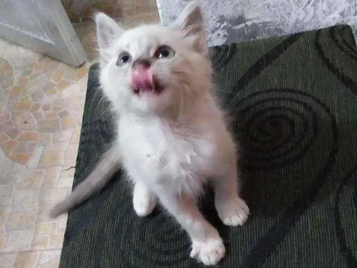 Gato ra a Não identificado idade 2 a 6 meses nome Nairobi