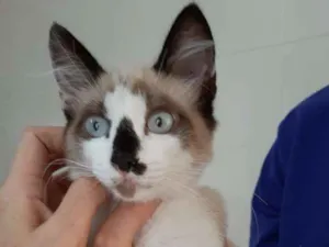 Gato raça Vira Lara idade Abaixo de 2 meses nome Antoine