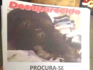 Cachorro raça Chitson  idade  nome Joca