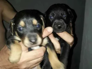 Cachorro raça srd idade Abaixo de 2 meses nome cão 