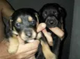 cão