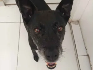 Cachorro raça Canina idade 6 ou mais anos nome Big