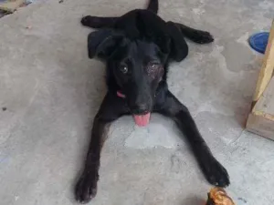 Cachorro raça Vira-lata  idade 1 ano nome Pérola 