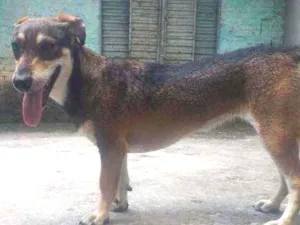 Cachorro raça Não indenticada idade 1 ano nome Mel