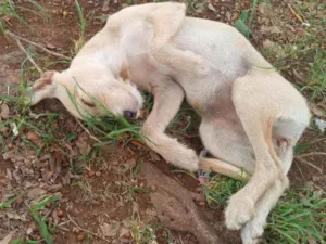 Cachorro raça SRD idade 2 a 6 meses nome Isis