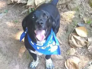 Cachorro raça  idade 1 ano nome Snoopy 