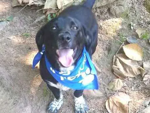 Cachorro ra a  idade 1 ano nome Snoopy 
