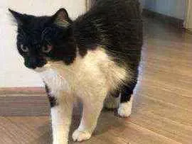 Gato raça Felino idade 7 a 11 meses nome Flora