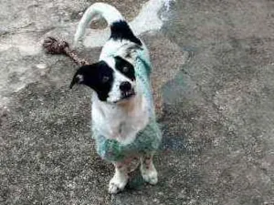 Cachorro raça Vira lata idade 7 a 11 meses nome Pandora