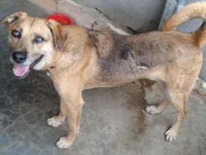 Cachorro raça Sem raça definida idade 3 anos nome Bolt