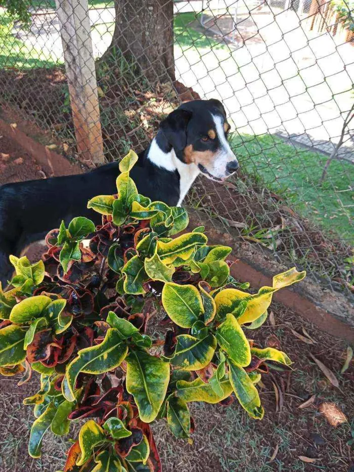 Cachorro ra a American terrier  idade 2 anos nome Saulo