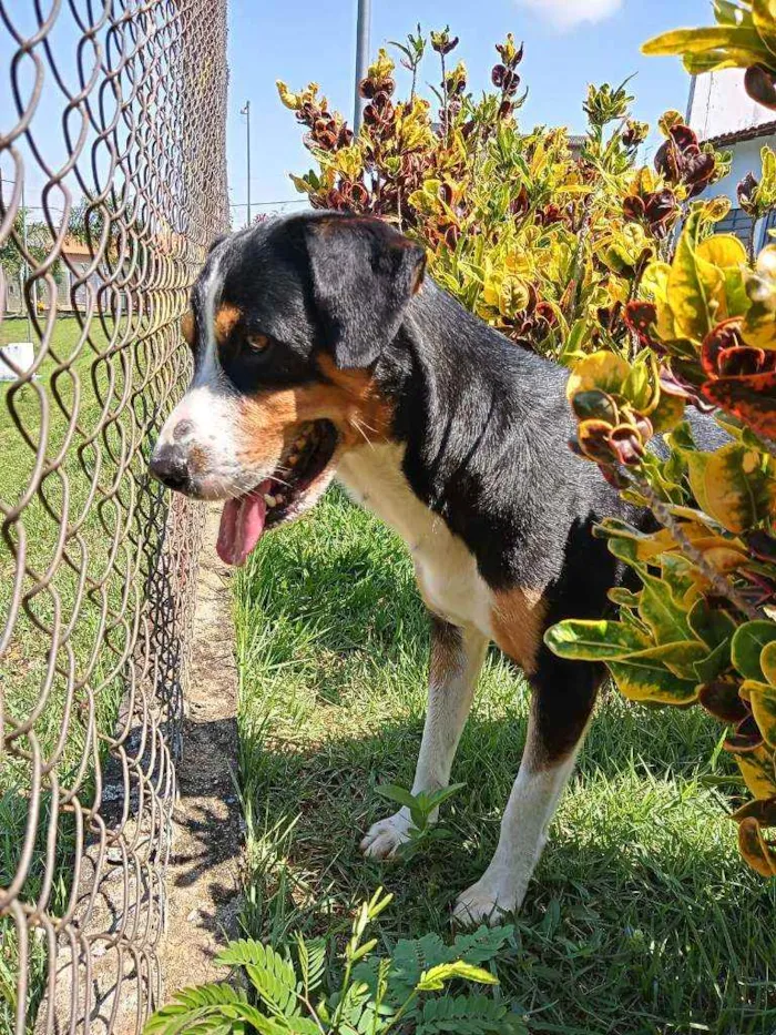 Cachorro ra a American terrier  idade 2 anos nome Saulo