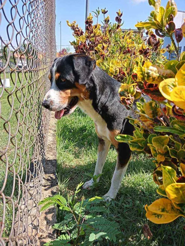 Cachorro ra a American terrier  idade 2 anos nome Saulo