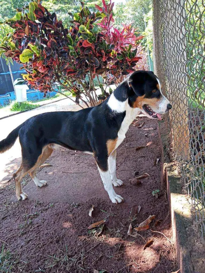 Cachorro ra a American terrier  idade 2 anos nome Saulo