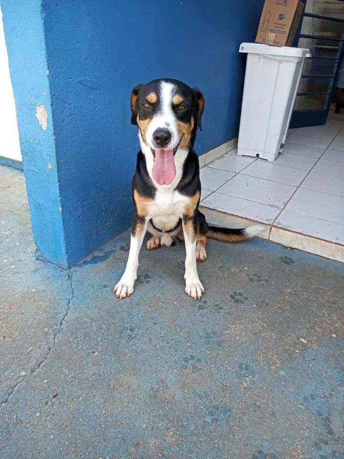 Cachorro ra a American terrier  idade 2 anos nome Saulo