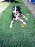 Saulo