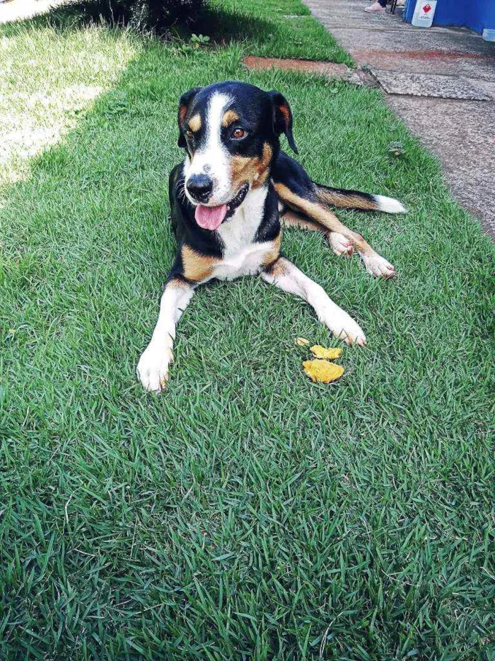 Cachorro ra a American terrier  idade 2 anos nome Saulo