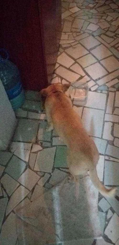 Cachorro ra a VIRA LATA  idade 4 anos nome BOB