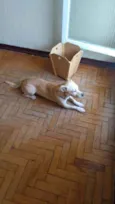 BOB