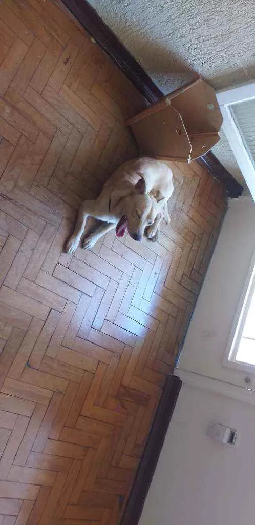 Cachorro ra a VIRA LATA  idade 4 anos nome BOB
