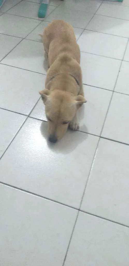 Cachorro ra a VIRA LATA  idade 4 anos nome BOB