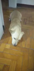 BOB