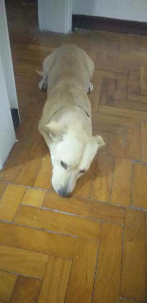 Cachorro ra a VIRA LATA  idade 4 anos nome BOB