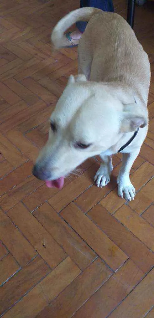 Cachorro ra a VIRA LATA  idade 4 anos nome BOB