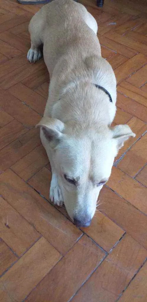 Cachorro ra a VIRA LATA  idade 4 anos nome BOB