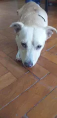 BOB