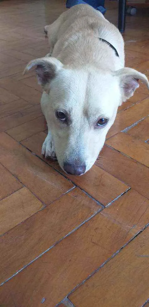 Cachorro ra a VIRA LATA  idade 4 anos nome BOB