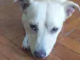 BOB