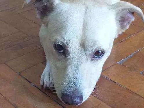 Cachorro ra a VIRA LATA  idade 4 anos nome BOB