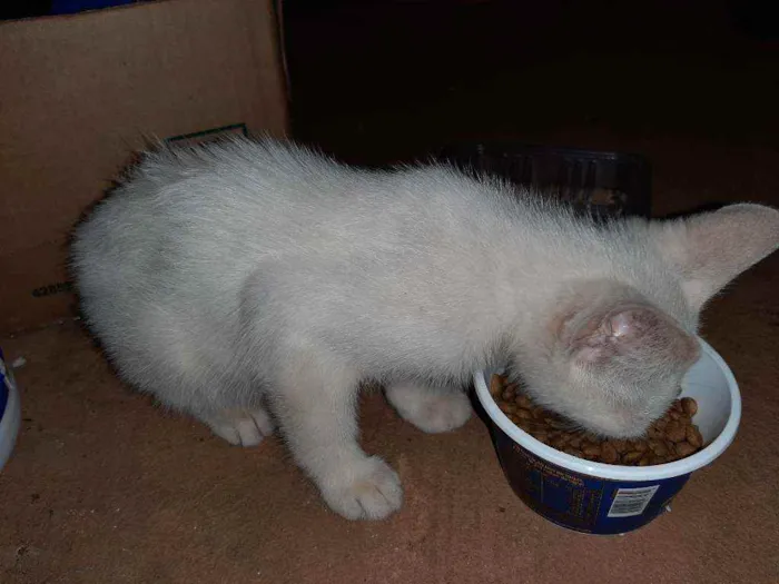 Gato raça Indefinida idade Abaixo de 2 meses nome Sem nome