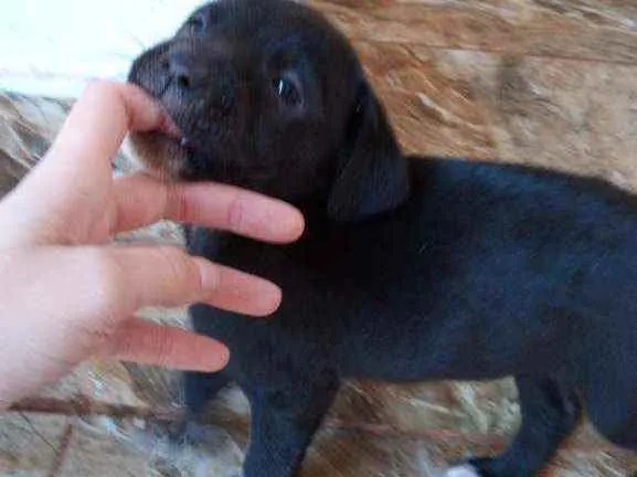 Cachorro ra a Borador idade Abaixo de 2 meses nome sem nome