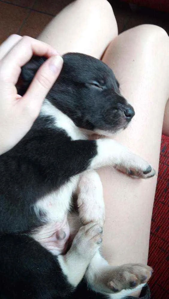 Cachorro ra a Borador idade Abaixo de 2 meses nome sem nome
