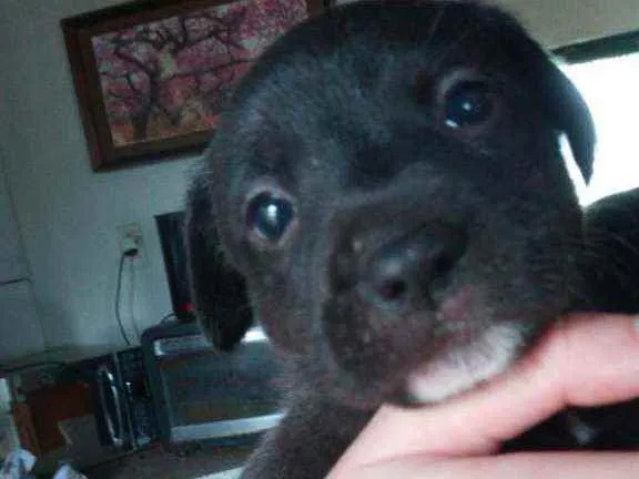 Cachorro ra a Borador idade Abaixo de 2 meses nome sem nome