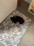 Pretinho