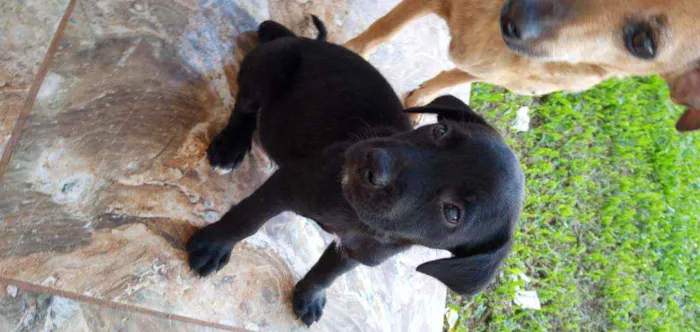 Cachorro ra a Borador idade Abaixo de 2 meses nome sem nome