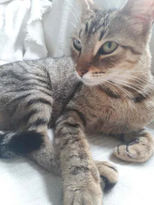 Gato raça Sem Raça Definida idade 2 a 6 meses nome Sem nome