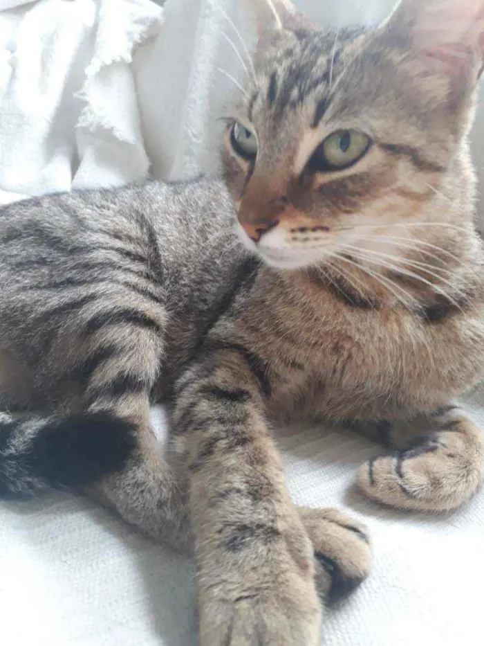 Gato ra a Sem Raça Definida idade 2 a 6 meses nome Sem nome