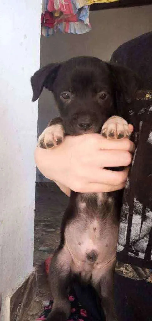 Cachorro ra a Borador idade Abaixo de 2 meses nome sem nome