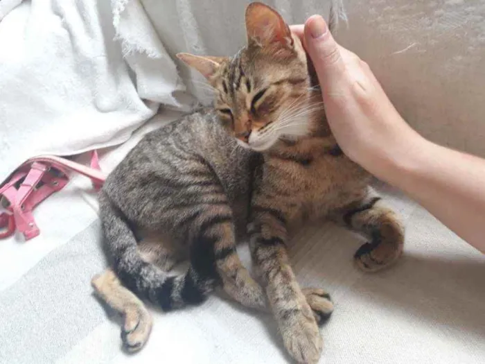 Gato ra a Sem Raça Definida idade 2 a 6 meses nome Sem nome