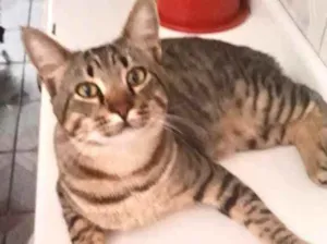 Gato raça Srd idade 2 a 6 meses nome Kuki bb lindo demais