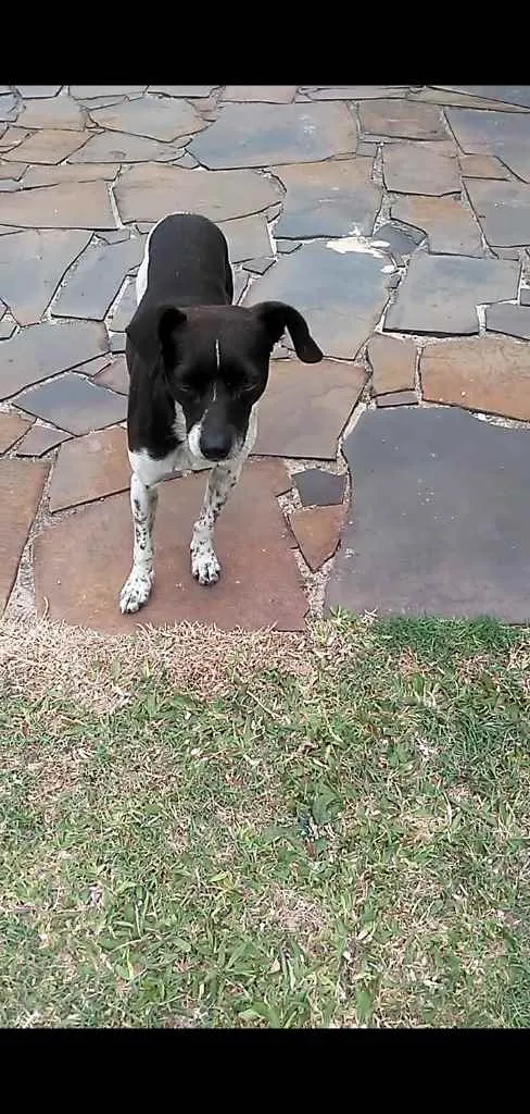 Cachorro raça Mix de Fox idade 4 anos nome Papi