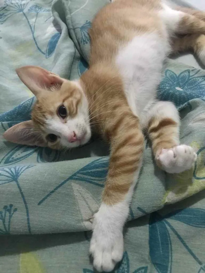 Gato ra a  idade 2 a 6 meses nome Não tem nome