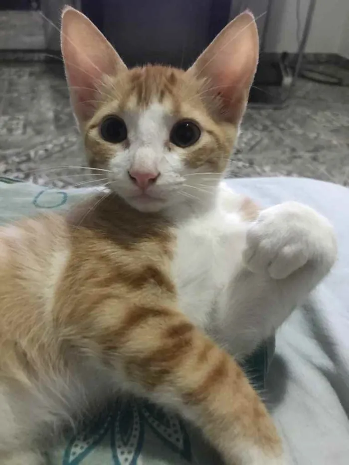 Gato ra a  idade 2 a 6 meses nome Não tem nome