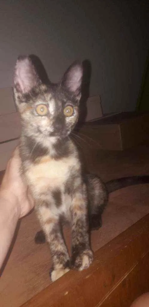 Gato ra a SRD idade 2 a 6 meses nome Belinha